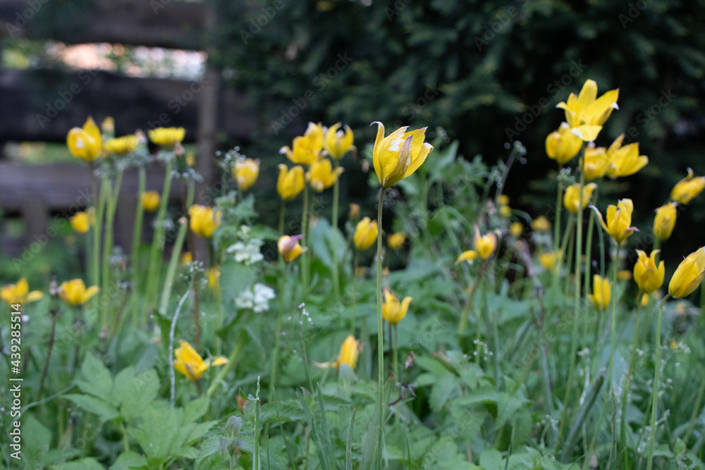 Yellow forest tulip meadow with long grass and long tulip stems. blurred background.