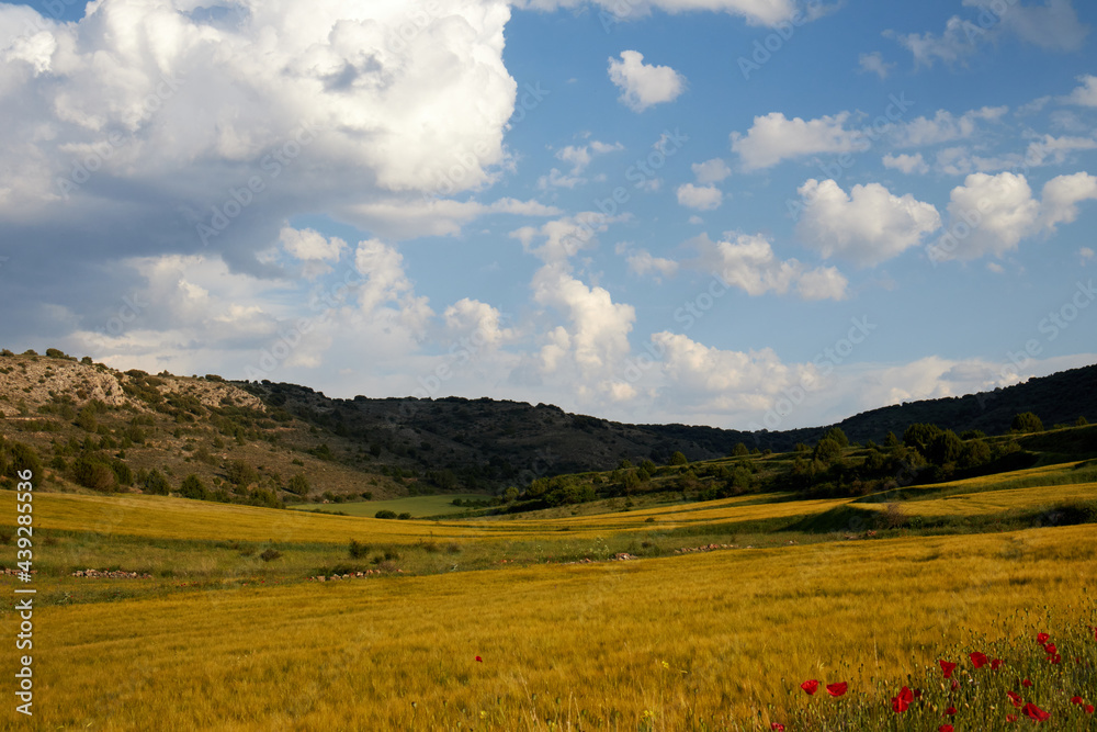 Obraz premium wheat field idyllic landscape mountain