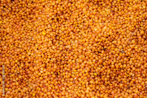 Red Lentil. Close-up lentil grains. Lentils as background texture