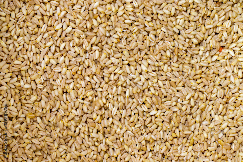 Close-up wheat grains. Wheat grains as background texture Close-up wheat grains. Wheat grains as background texture