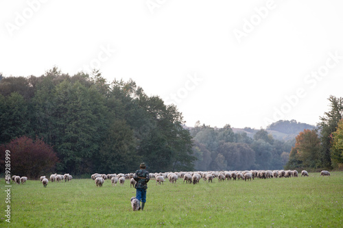 sheeps, lambs, herd, flock, shepherd