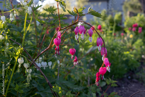 Pink and white blossoms of Lamprocapnos spectabilis bleeding heart flower in sunny garden with blurred background photo