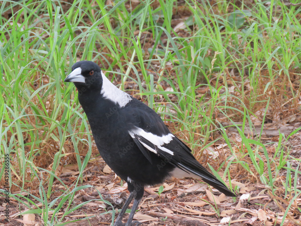 Fototapeta premium Australian Bird