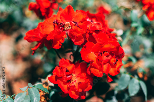 A beautiful flowers background with red flowers