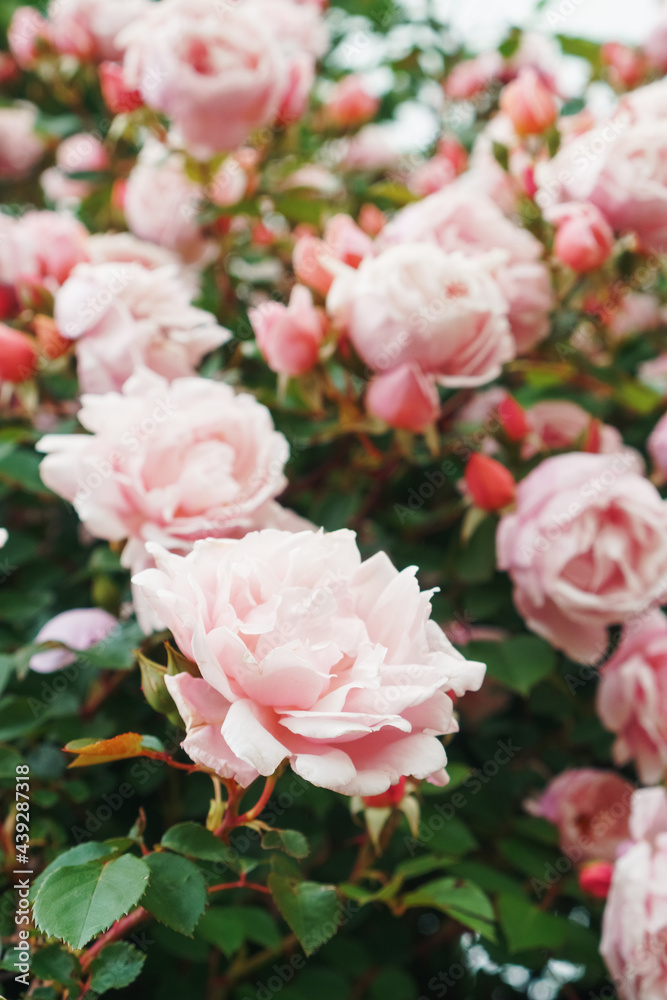 Fototapeta premium A bush with many small pink roses close-up in the garden. Pink rose bushes blooming on the road.