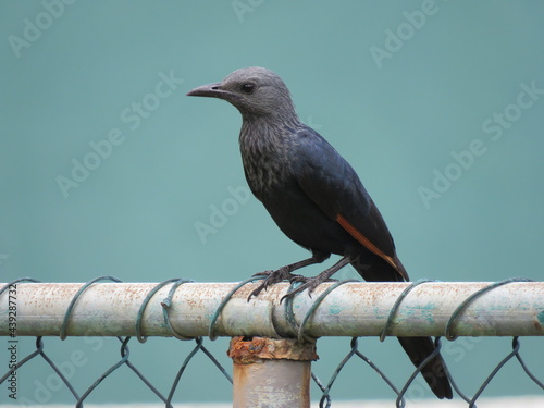 Starling sitting on fence (ID: 439287732)