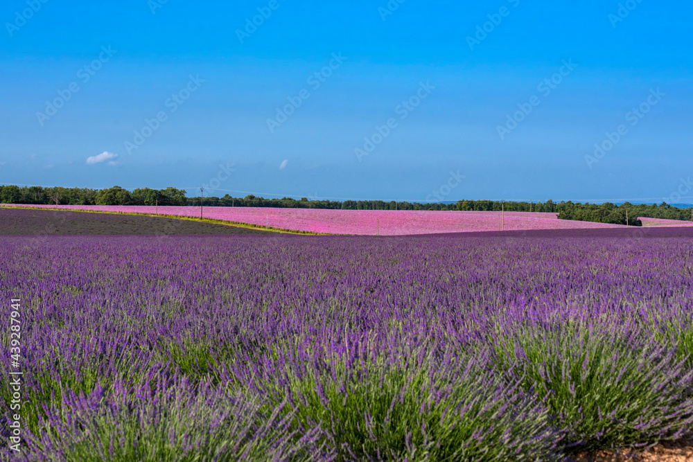 Naklejka premium Valensole
