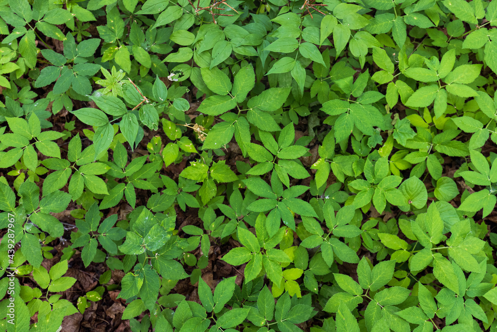 The texture of green small plants in an oak forest. The texture of green small plants in an oak forest.