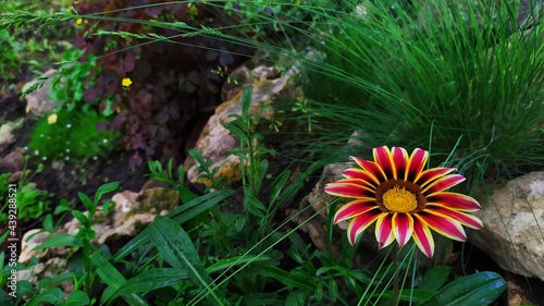 Цветок на фоне растений и камней