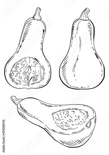 Hand Drawn Pear Shaped Pumpkins, Black and White Detailed Illustrations for menu, packing, advertising, cooking book