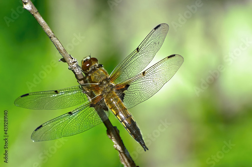 Dragonfly taking a short pause of flying on a tree branch  © VFX Photographer