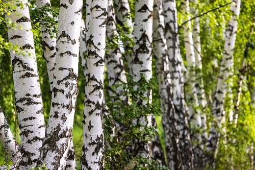 Birch trunks on a green background in summer.