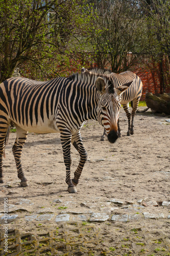 Beautiful adult zebra in the animal park.