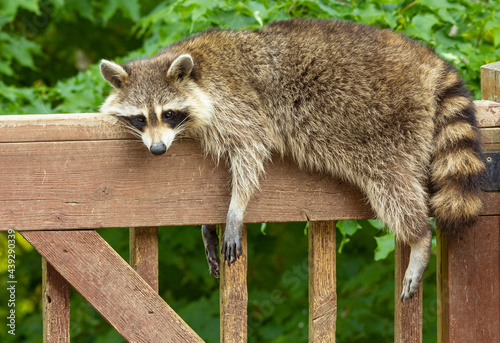 Raccoon relaxing on wooden railing.