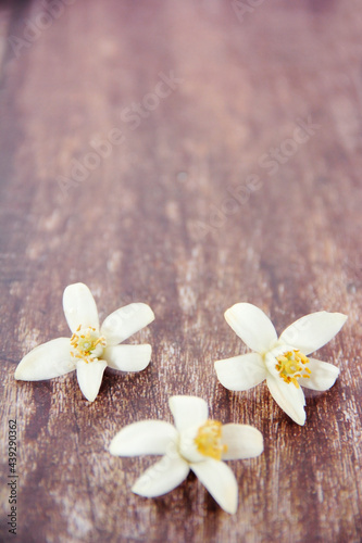 small natural white orange flowers