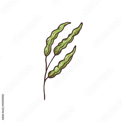 Mustard plant green seedpods vintage engraving vector illustration isolated.