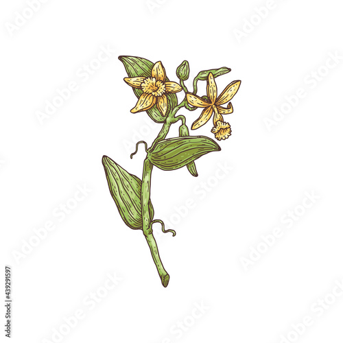 Branch of vanilla plant with flowers, engraving vector illustration isolated.