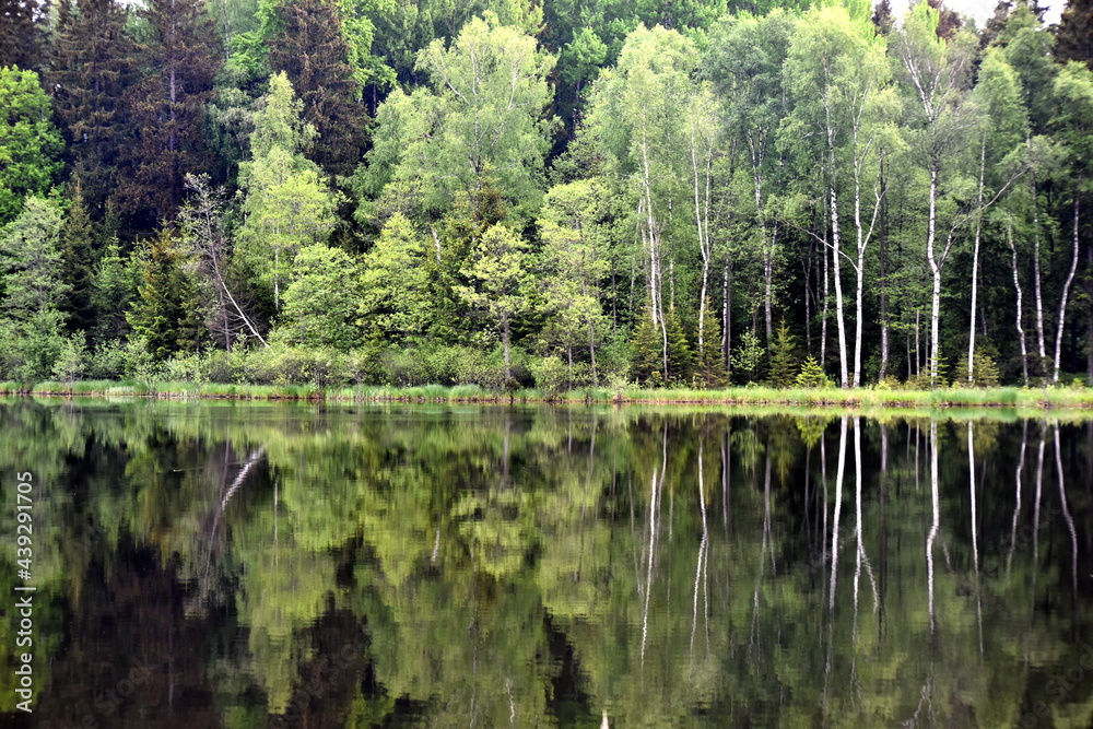 Green forest by the lake in reflection in the lake water. Beautiful forest reflecting on calm lake shore