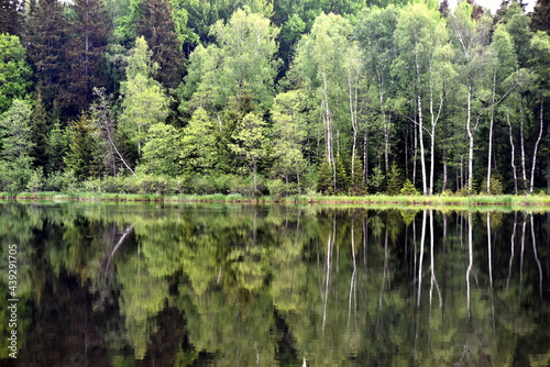 Green forest by the lake in reflection in the lake water. Beautiful forest reflecting on calm lake shore