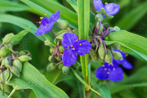 close up of a purple Widows Tears blossom in the garden photo