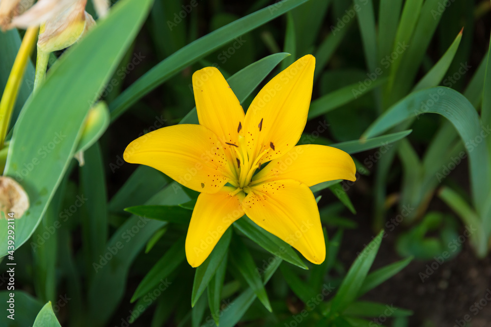 Fototapeta premium yellow lily blossom open in the front garden