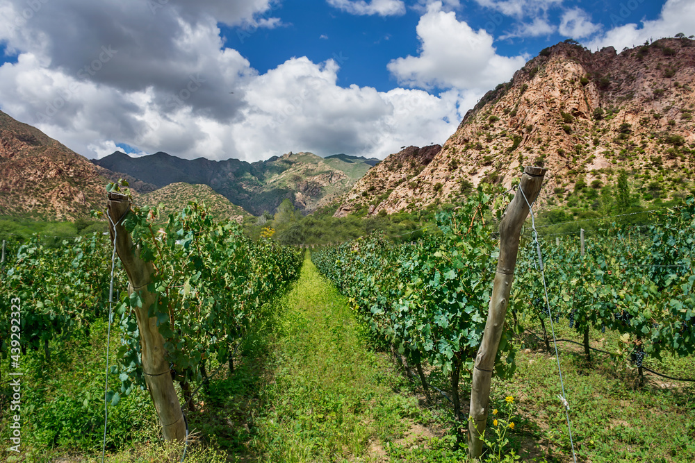 Naklejka premium Vineyard with a mountain backdrop in Cafayate, Argentina