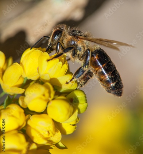 bee or honeybee in Latin Apis Mellifera on flower