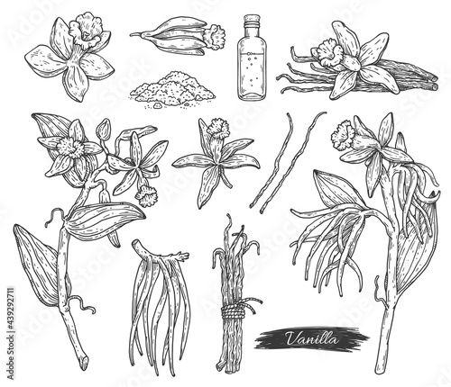 Vanilla flowers and beans hand drawn engraving ink vector illustration isolated.