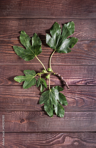 Flat lay photography of fig leaves on a table of old wood.