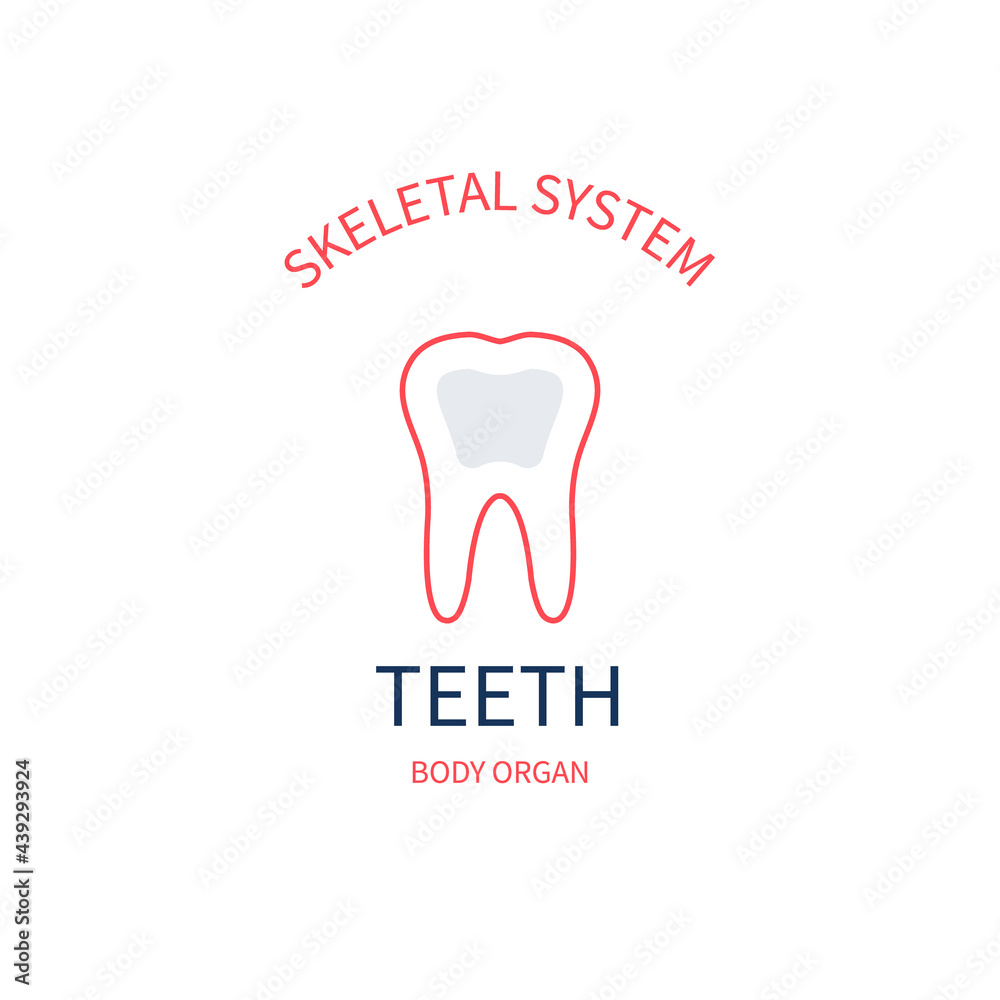 Teeth as part of skeletal system. Human anatomy infographic poster in outline style. Oral hygiene, whitening and restoration medical concept. Dental health symbol. Vector illustration. Teeth as part of skeletal system. Human anatomy infographic poster in outline style. Oral hygiene, whitening and restoration medical concept. Dental health symbol. Vector illustration.