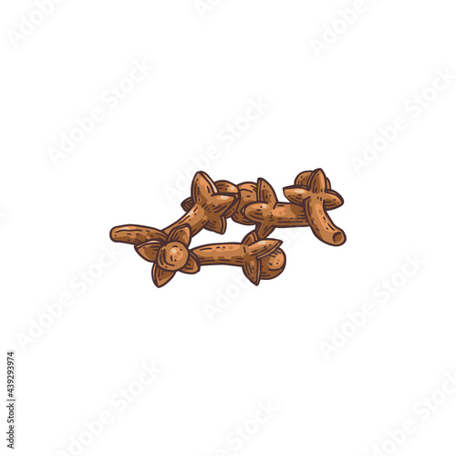 Isolated vector illustration of dried clove plant buds, aroma herbal spice.