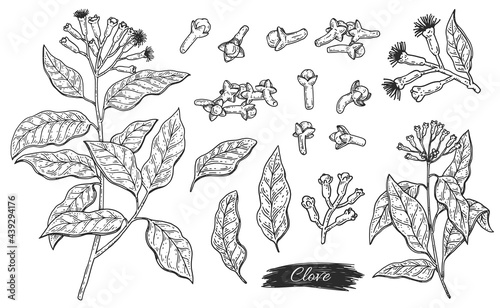 Set ingredient of clove aroma plant - flowers, leaves, branch and buds photo
