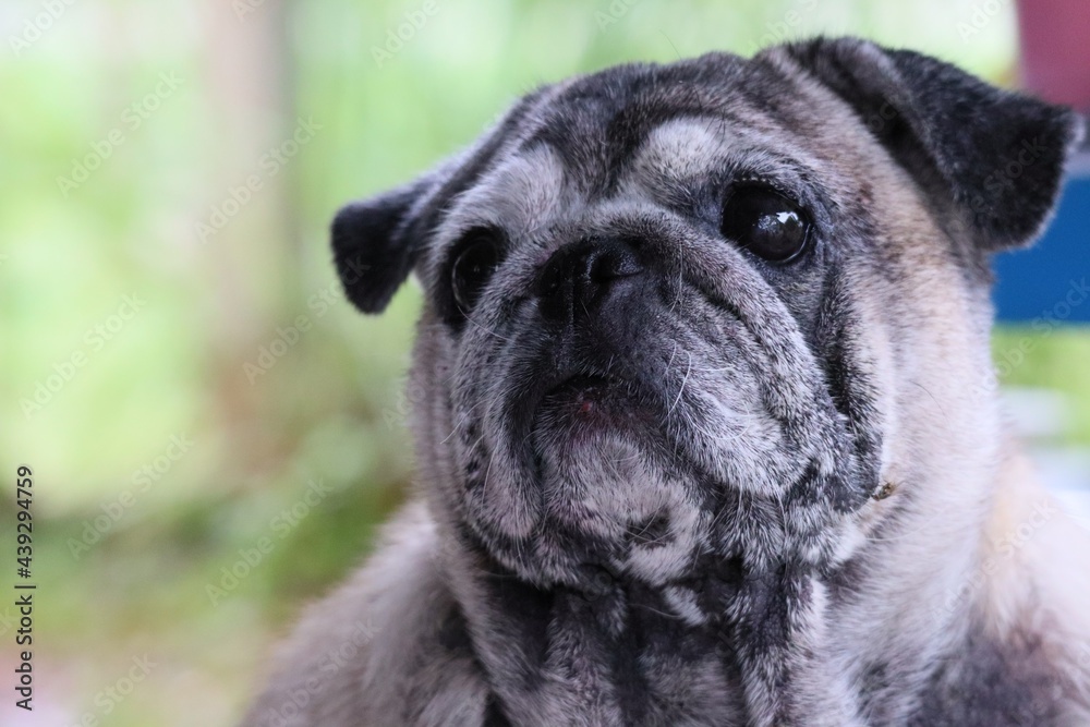 Close-up photo of pug face, fat dog, old age, sad eyes, lonely, missing the owner