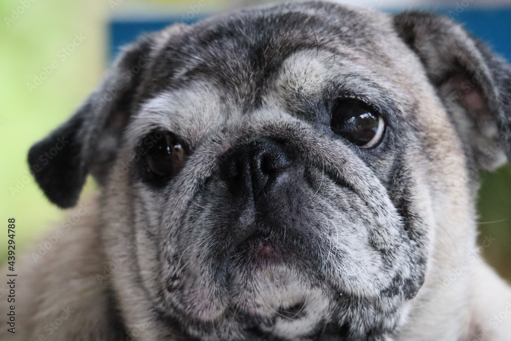 Close-up photo of pug face, fat dog, old age, sad eyes, lonely, missing the owner