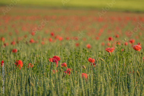 Klatschmohnblüten im Getreidefeld