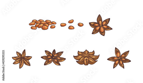 Anise stars and seeds botanical set engraving vector illustration isolated.