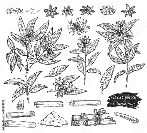 Anise and cinnamon spices set botanical sketch vector illustration isolated.