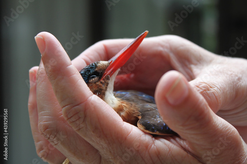 healing hands holding injured kingfisher bird (ID: 439295561)