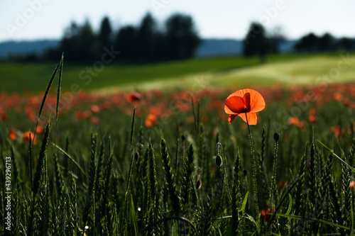 Klatschmohnblüten im Getreidefeld photo