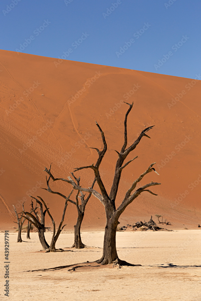 Paisaje con acacias secas en el Valle de la muerte, Namibia.	