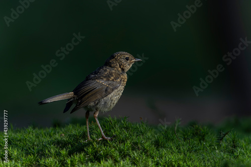  young juvenile Robin (Erithacus rubecula) in a forest of Noord Brabant in the Netherlands. Dark background with copy space. 