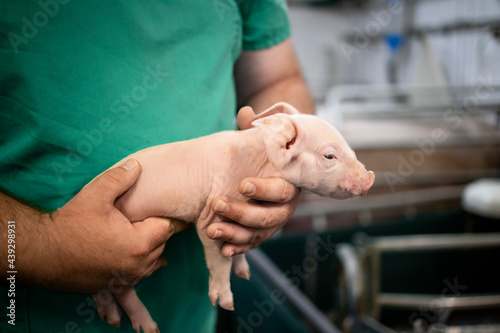 Close up view of an unrecognizable veterinarian holding newborn piglet at pig farm. photo