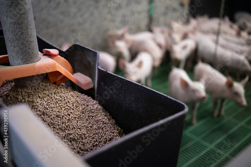 Close up view of pig feed granules and piglets in background. photo