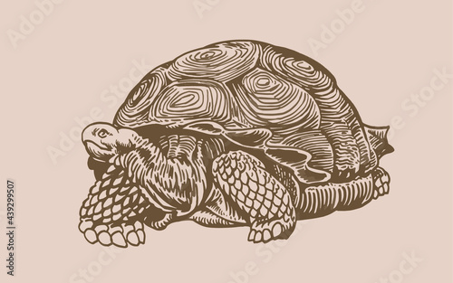 Graphical vintage tortoise,vector  sepia illustration