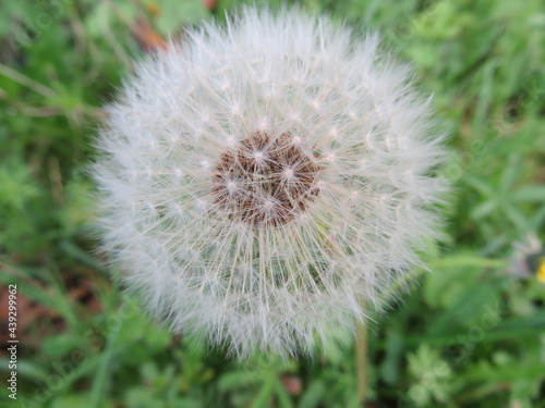 dandelion plant delicacy beautiful soft weak air