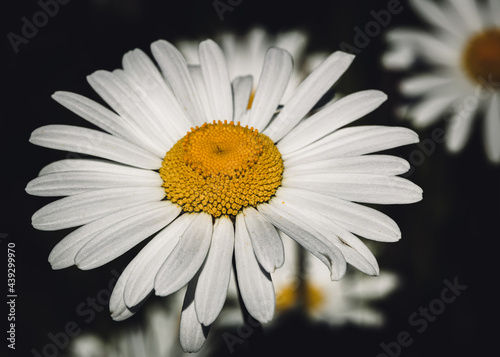 white flower