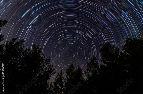 Star Trails Over Tree Tops