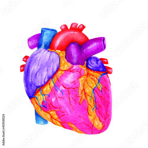 Heart Watercolor vector