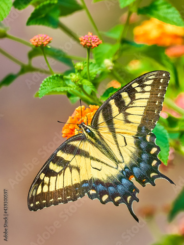 Eastern Tiger Swallowtail on flower photo