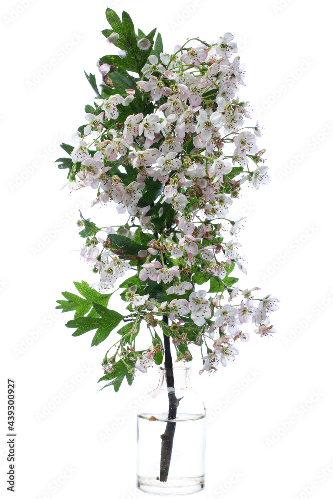 Blooming crataegus (hawthorn or quickthorn) in a glass vessel on a white background